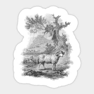 Ram in The Landscape, Vintage Farm Animal Illustration Sticker